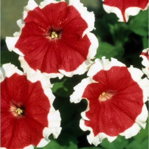 Petunia Red White